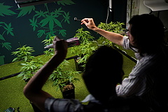 Kannabiszcunami jöhet Németországban